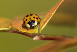 Biedronki azjatyckie pojawiają się w domach. Mogą być groźne dla zdrowia