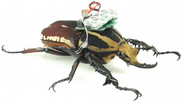 Hackowanie natury: zdalnie sterowany, żywy chrząszcz. Hybryda owada i robota 3