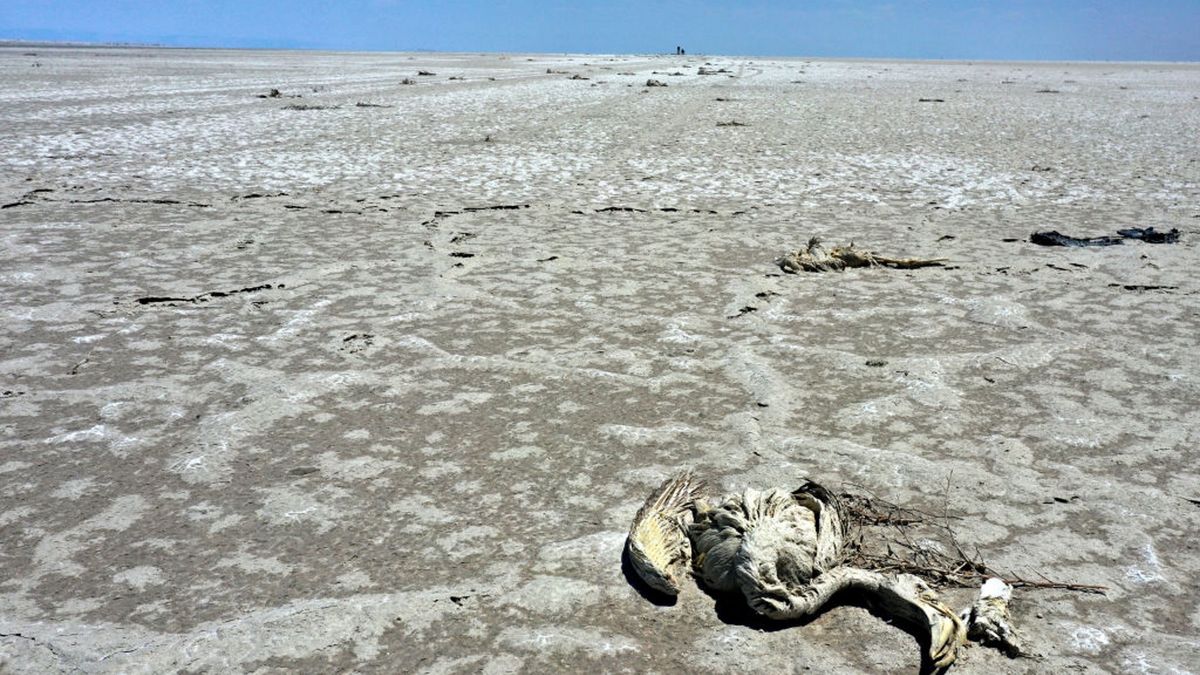 Zdjęcia martwych flamingów obiegły świat