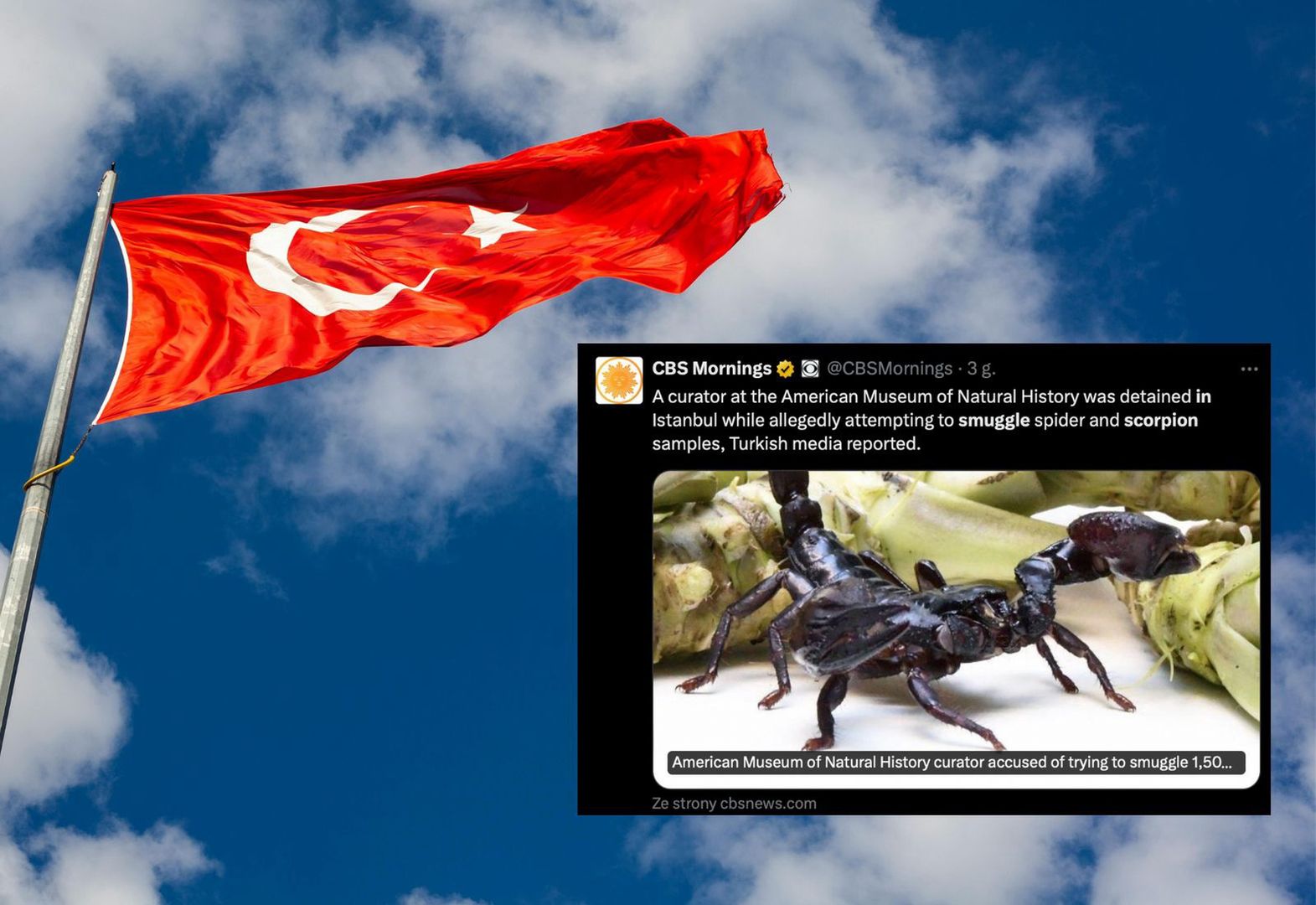 Kurator zatrzymany w Turcji. Chciał przemycić 1,5 tys. skorpionów i pająków