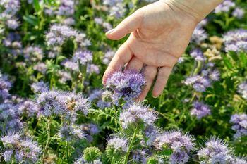 Kiedy siać facelię? Ogrodnicy wskazują dwa terminy