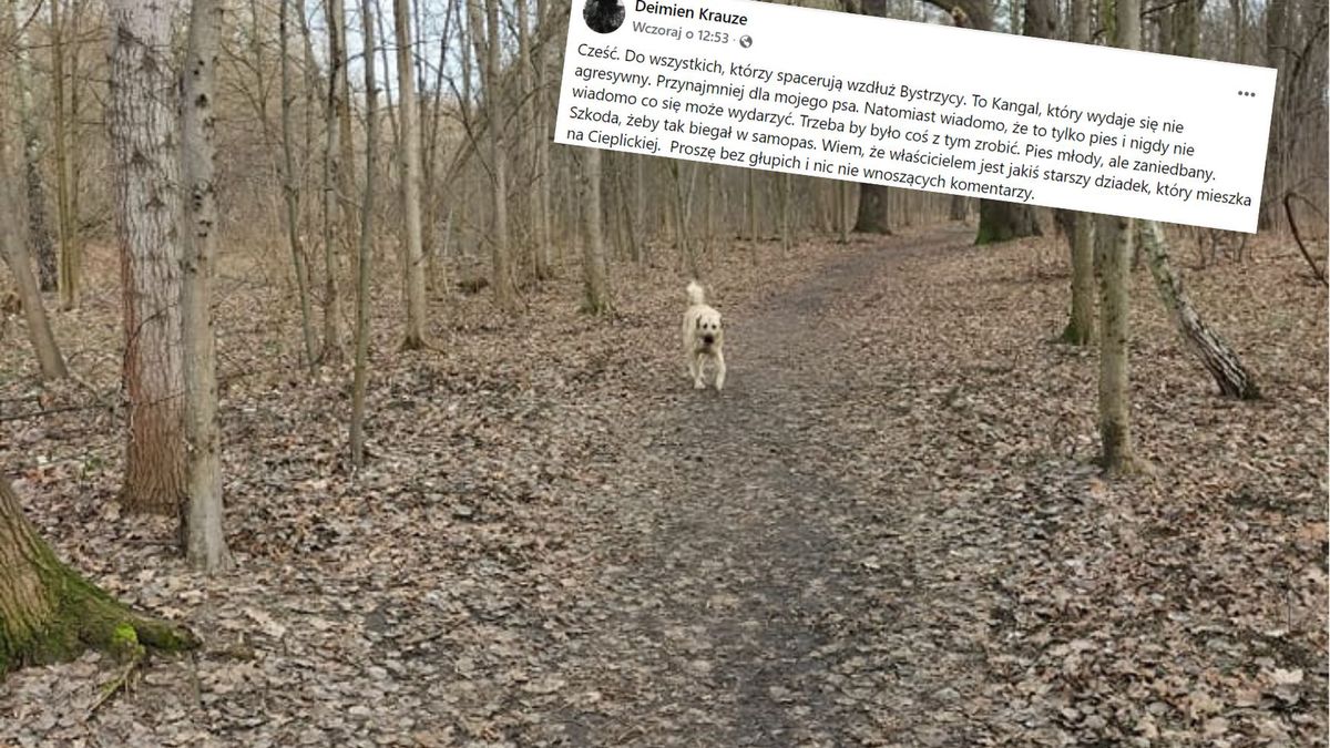 Olbrzymi pies błąka się po wrocławskim osiedlu