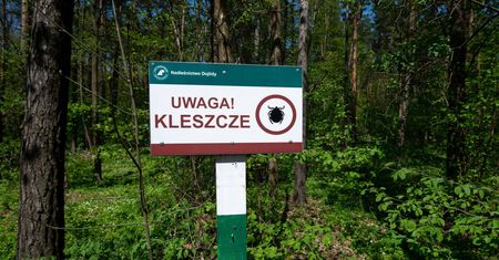 Przybyły z Afryki do Polski. Są niebezpieczne, przenoszą groźne choroby