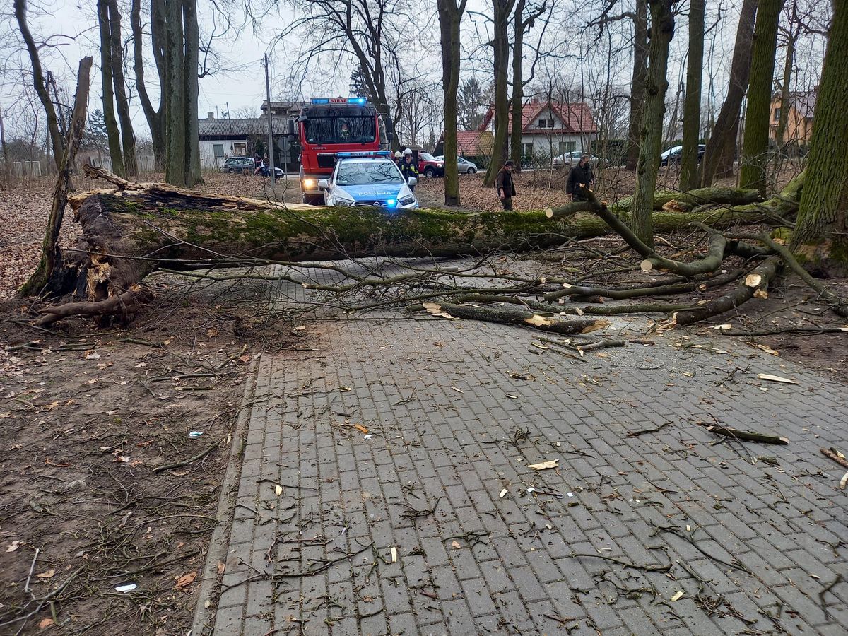 Wypadek w Kujawsko-Pomorskiem. Na 12-latkę spadło drzewo