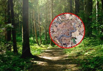 Leśnicy ostrzegają przed żmijami. "Warto uważać, gdzie stawiamy kroki"