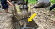 Dramatyczna akcja ratunkowa na zdjęciach. Mały słoń wpadł do włazu