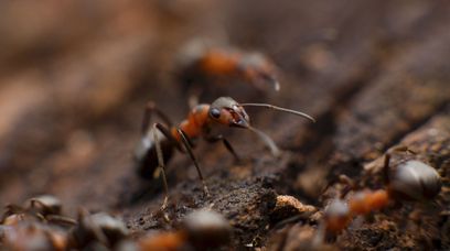 Życie mrówek zagrożone. W tle kryzys klimatyczny