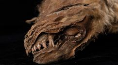 Tajemnicza Zhùr. Mumia wilka sprzed 57 tys. lat