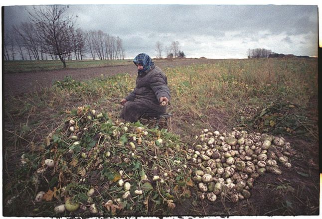Kobieta zbierająca ziemniaki ze skażonej gleby. Mieszkanka Zony. Rok 1992.