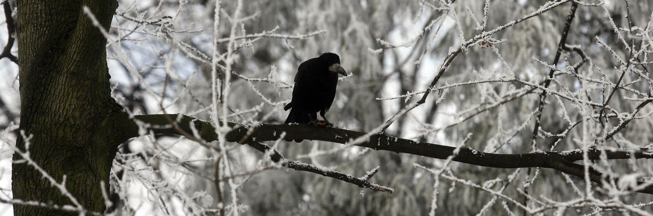 Kujawsko-pomorskie: Gawrony odlatują. Ich populacja gwałtownie spadła