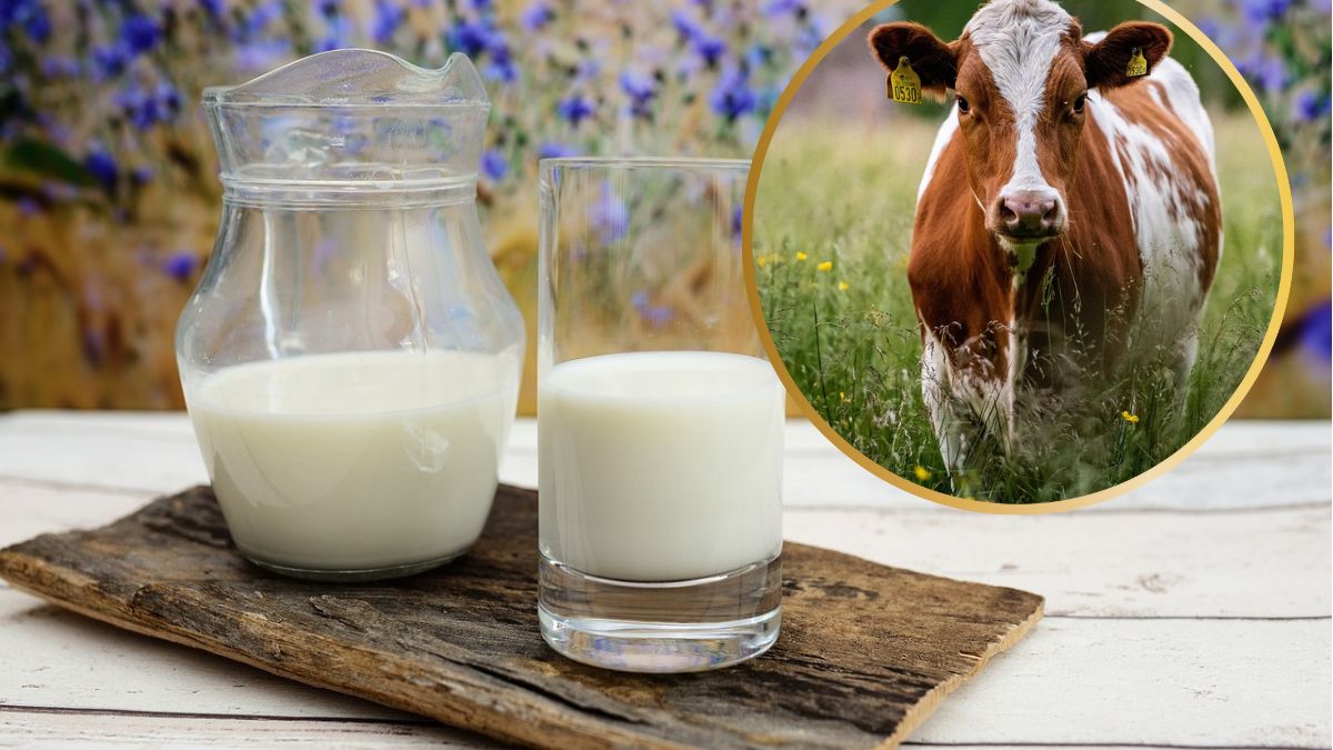 Ceny mleka idą w górę