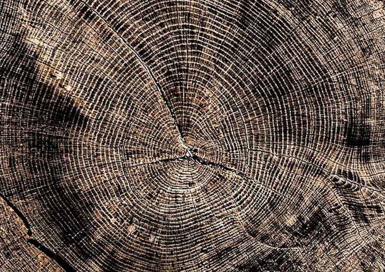 Analiza słojów drzew pomogła naukowcom