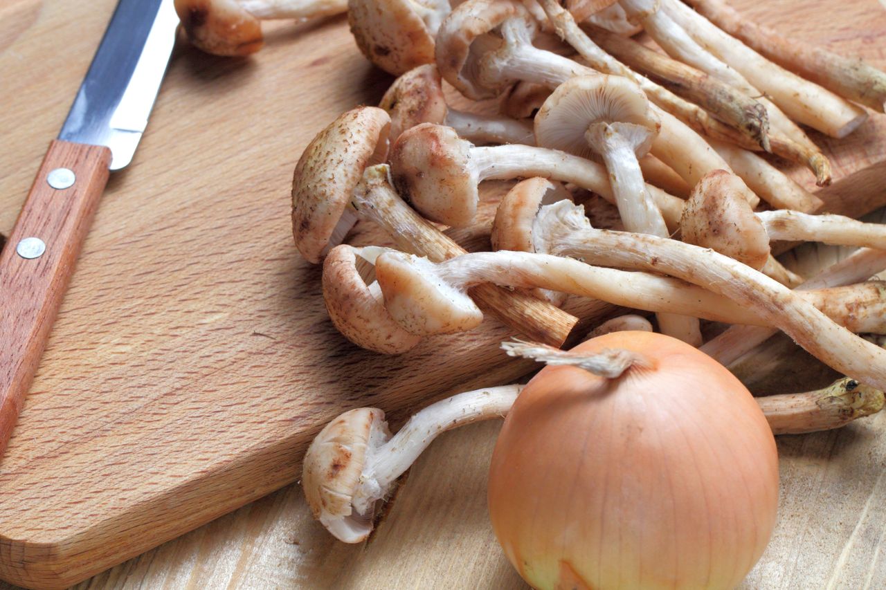 Exploring culinary delights: Honey mushrooms
