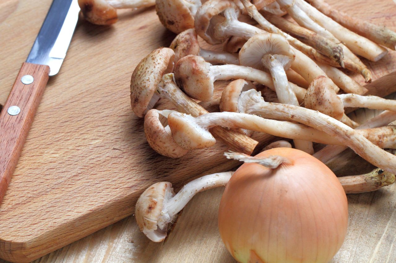 Discover delightful dishes with versatile honey mushrooms