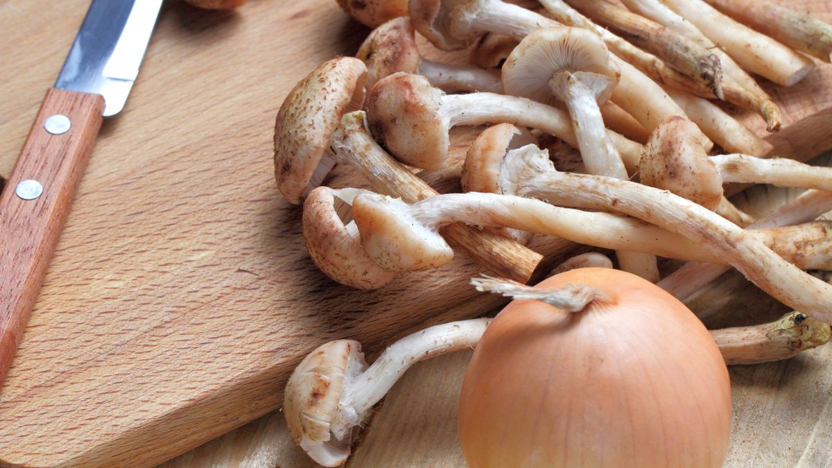 Opieńki można przygotować na wiele sposobów