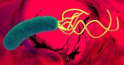Helicobacter pylori. Jak wykryć tą bakterię?