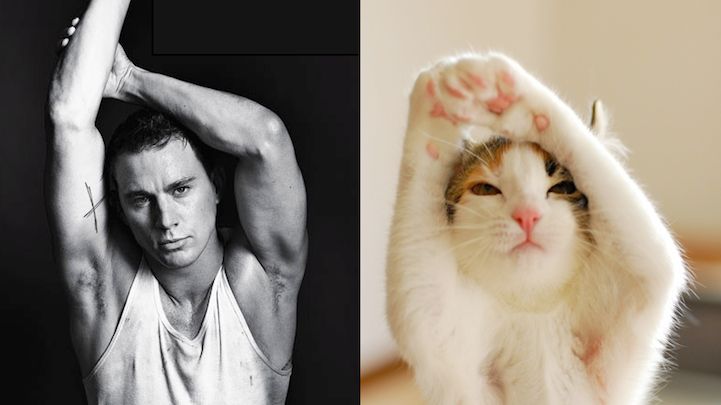 Słodkie koteczki udają przystojnych modeli 1