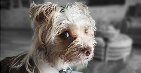 Pies nagle stał się nie do poznania? Przyczyną może być choroba, nie charakter