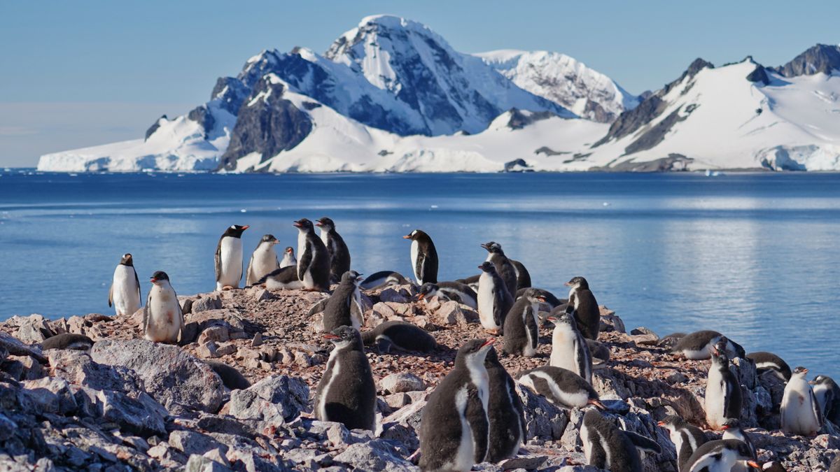 Grupa pingwinów na Antarktydzie