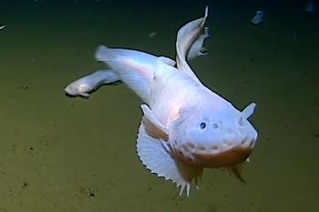 Tak się żyje na dnie oceanu. Nagrali dziwne ryby na głębokości 8000 m
