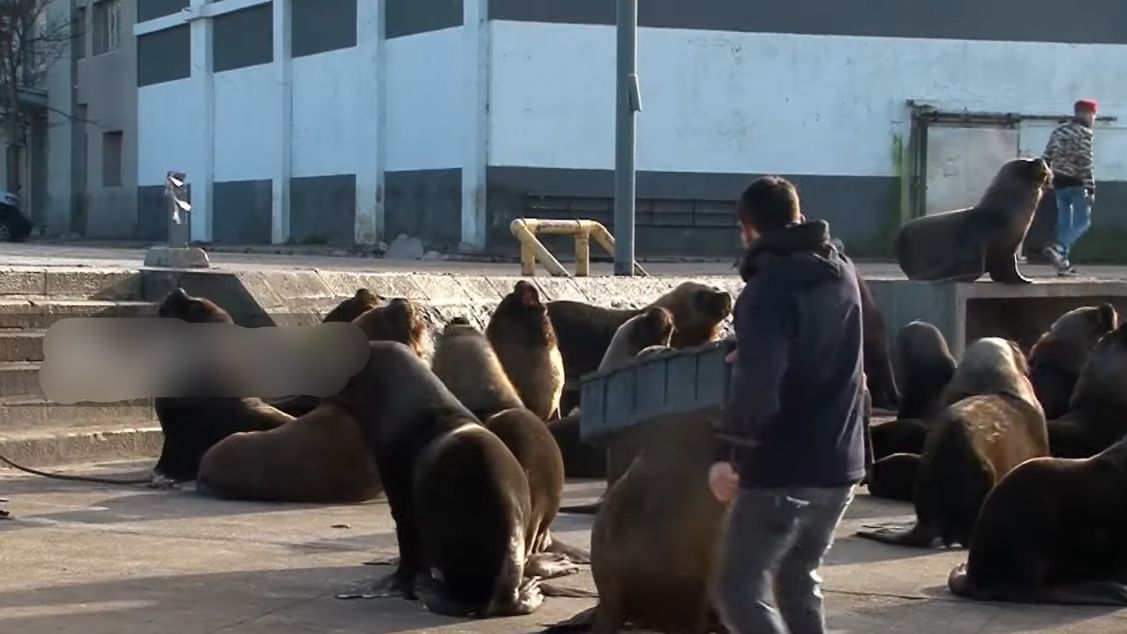 Lwy morskie na ulicach argentyńskiego Mar del Plata.