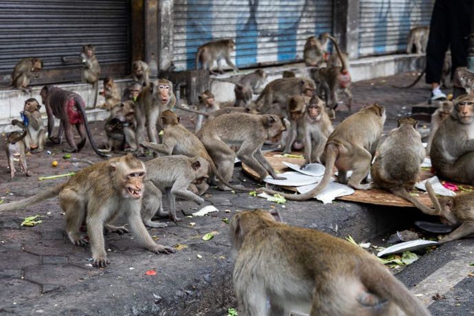 Władze Lop Buri postanowiły schwytać i przemieścić małpy 