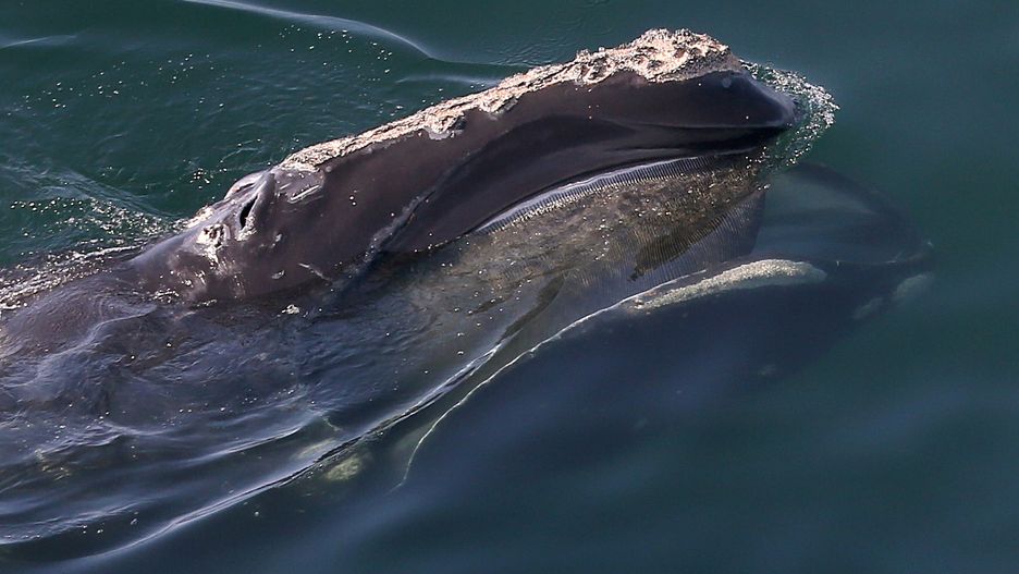 Waleń baskijski w pobliżu półwyspu Cape Cod