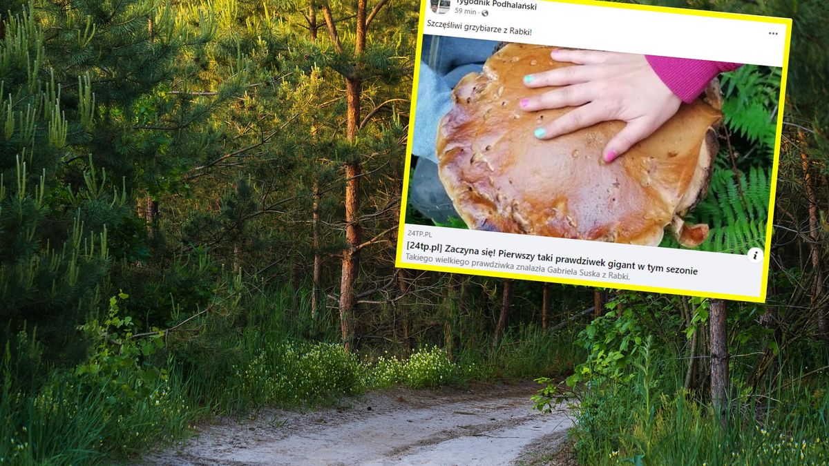 W lasach trafiają się grzyby-olbrzymy 