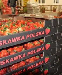 Krajowe truskawki już w sklepach. Ile kosztują?