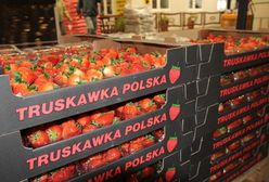 Krajowe truskawki już w sklepach. Ile kosztują?