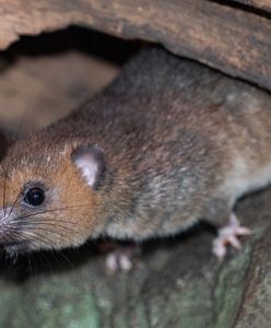 Wrocławskie ZOO. Madagaskar ma nowych mieszkańców