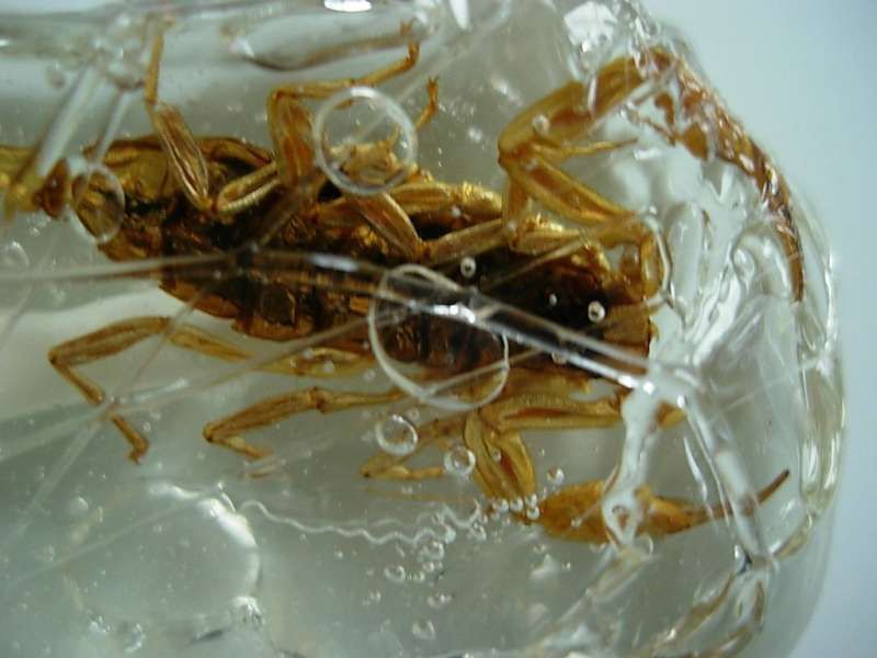 Chcesz spróbować lizaków z insektami? [konkurs Gadżetomanii] 3