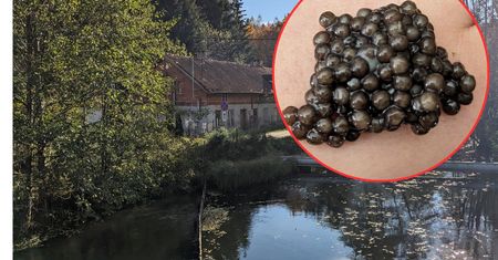 Restauracje w Europie i Nowym Jorku znają go doskonale. Kawior z polskiej wsi podbija świat