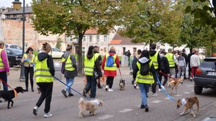 Włocławek: Miasto świętuje ze zwierzakami. Adopciaki przejdą ulicą 3 Maja