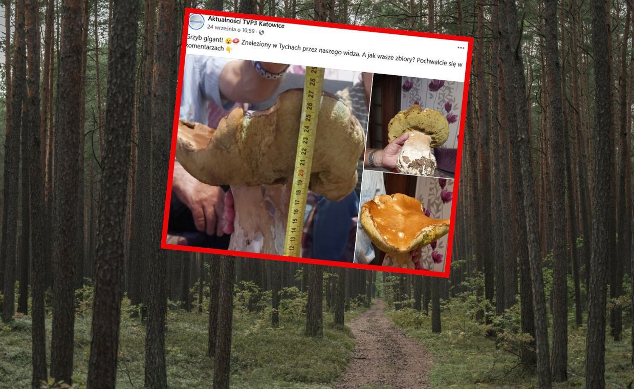 Poszedł na grzybobranie. To, co znalazł wysłał do telewizji