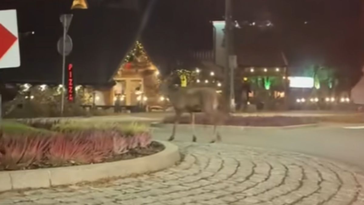 Łoś przyłapany na rondzie