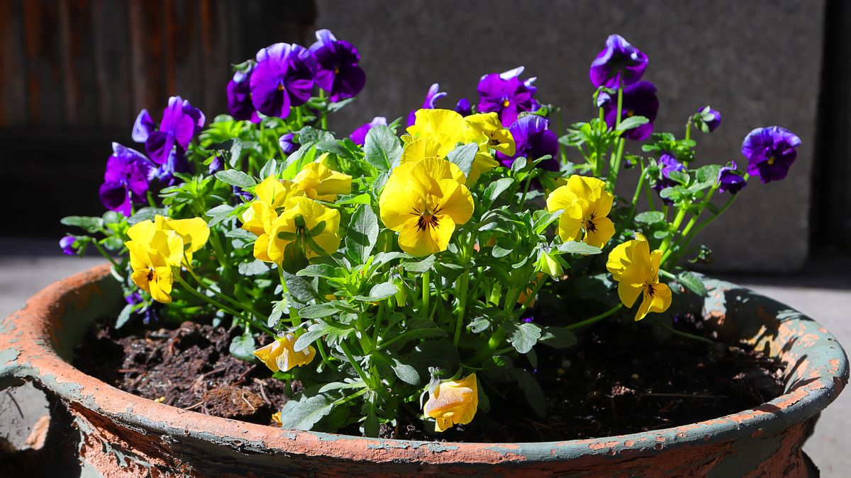 Jak pielęgnować bratki, aby przedłużyć ich kwitnienie?