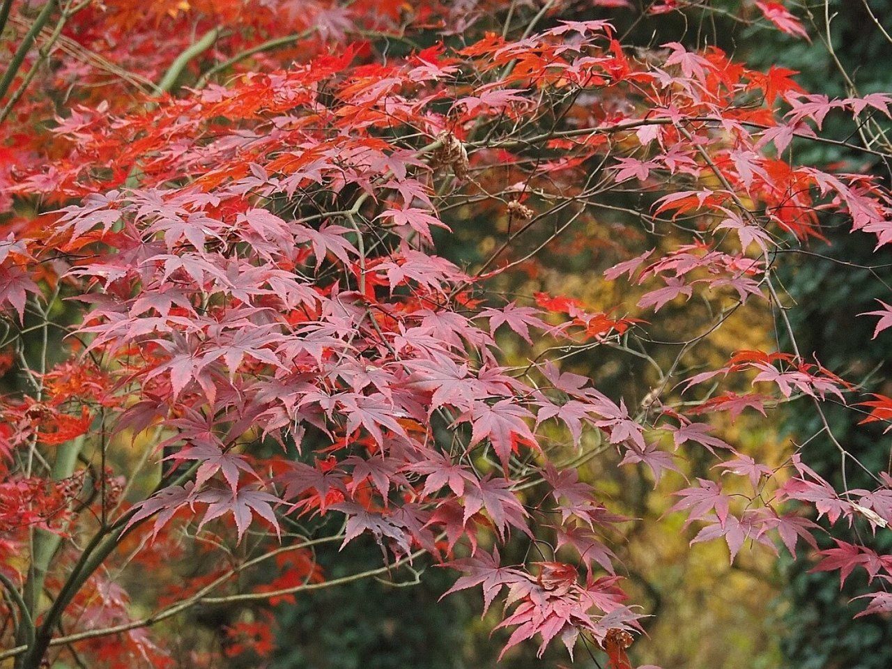 Kolorowy zawrót głowy już w niedzielę w Arboretum w Rogowie