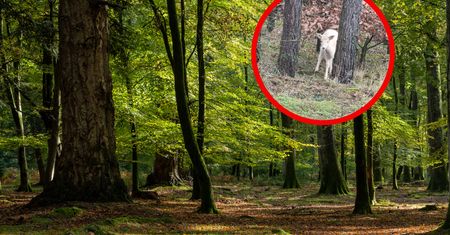 Pokazali zdjęcia z lasu. Natura potrafi zaskoczyć