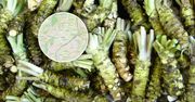 Prawdziwe wasabi rośnie w Polsce. Kilogram kosztuje nawet 1500 zł
