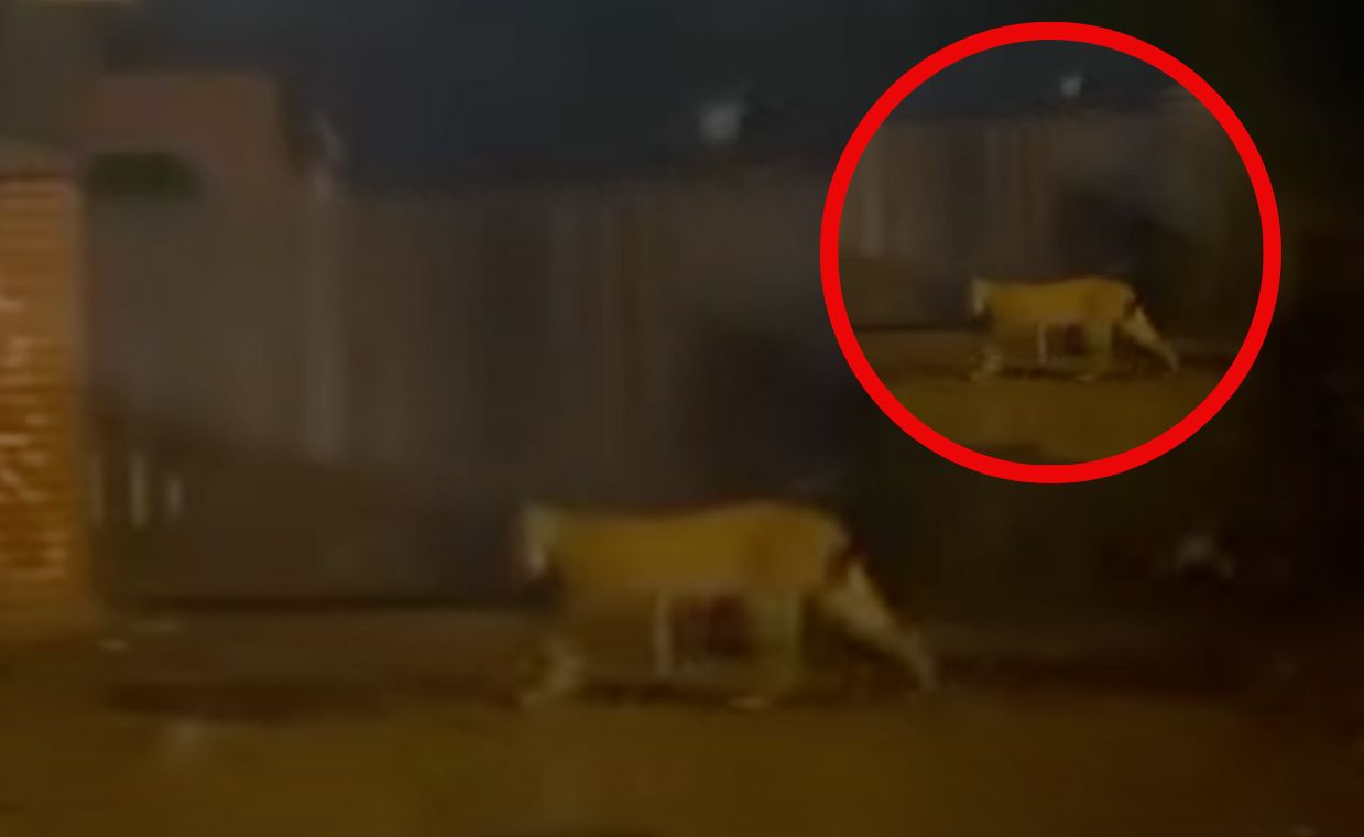 Ryś zawitał do Łodzi. Przybysz poszukuje partnerki