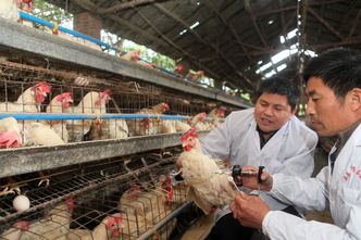 Ptasia grypa w Chinach. Wirus nie jest zagrożeniem dla dla mieszkańców Unii