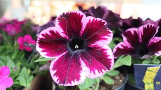 Warszawa: Kwiaty za elektrośmieci. Ekologiczna akcja wraca