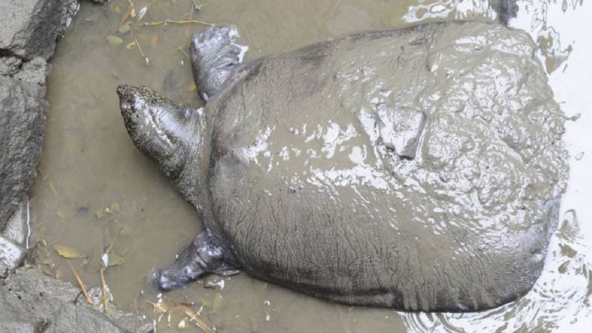 żółwiak sznghajski