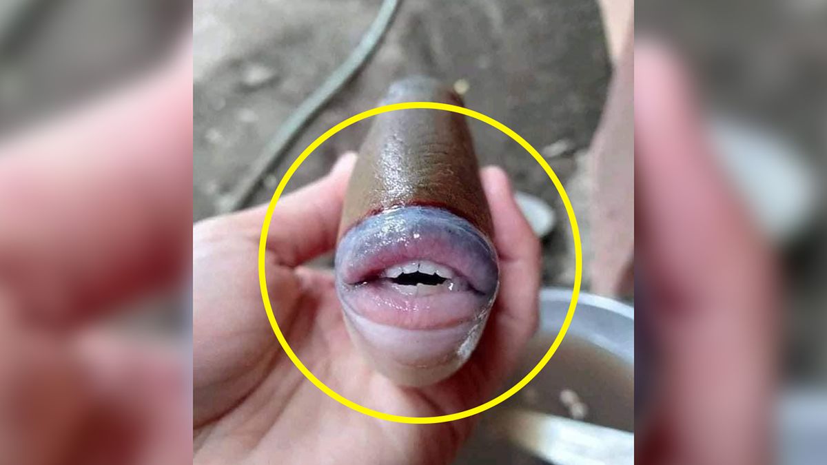 Ryba z "ludzkim zębami"? Internet oszalał, ale ekspert tonuje reakcje 1