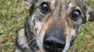 Lublin: Dzień Otwarty w schronisku – wspólne świętowanie Światowego Dnia Zwierząt