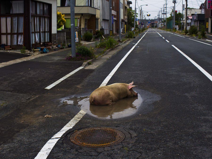 Rejon Fukushimy (Fot. Business Insider/AP Photo/David Guttenfelder)