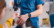 Weterynarz zaraził się ptasią grypą od kota. CDC potwierdza pierwszy taki przypadek