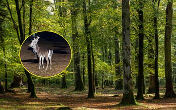 Nadleśnictwo prosi o pomoc. "Sprawa jest poważna"