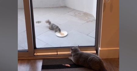 Kto powiedział, że kot nie pilnuje domu jak pies. Groźny kot przegania wiewiórkę